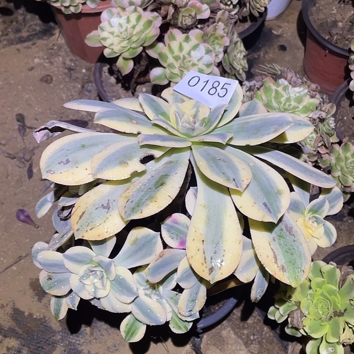 多肉植物法师185灿烂