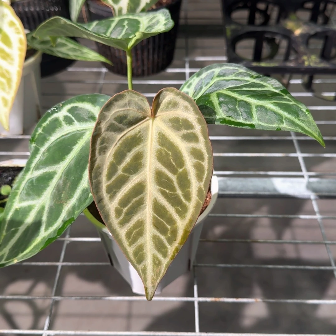 不开花植物1851 skg银杂辐射纹