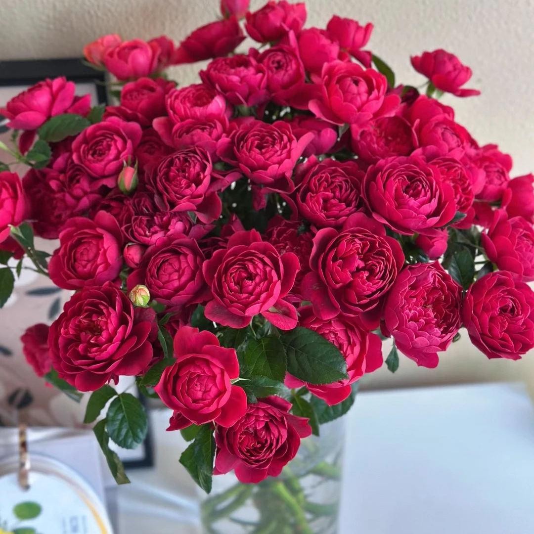 【花汀私享】樱桃汁阳台-稀有多头玫瑰（有垂感 注意带包装醒花哦~）