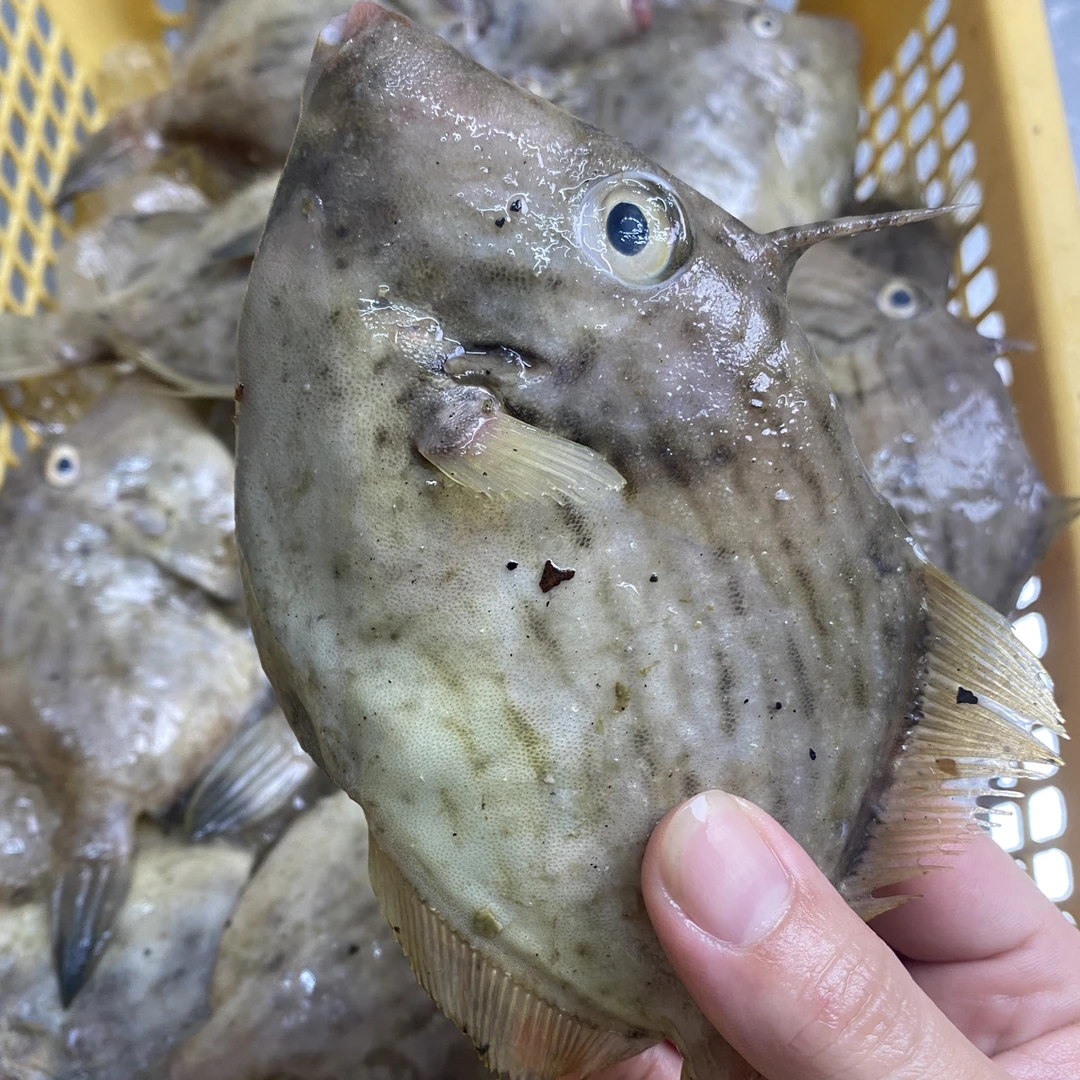海门本港放莲圆迪 扒皮鱼