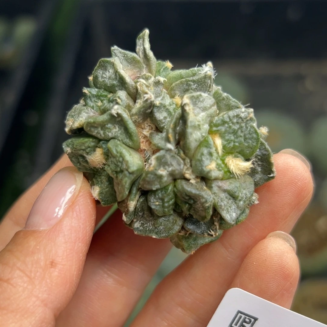 亦*688 有根 仙人球的世界