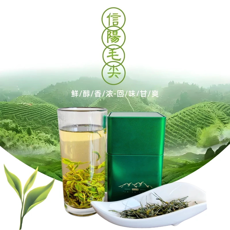信阳毛尖2025新茶大叶茶口粮茶欧标茶雨前浓香型信阳毛尖新茶