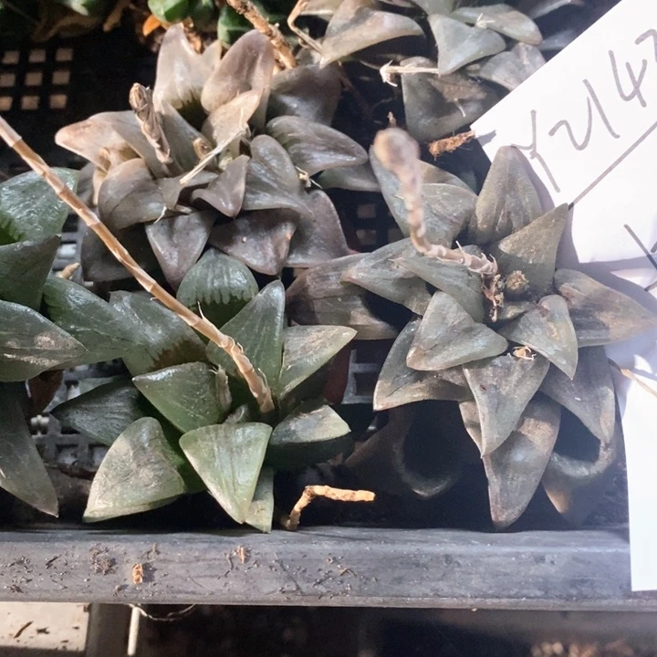 2143 一颗红纹寿 随机发货 炸弹福利