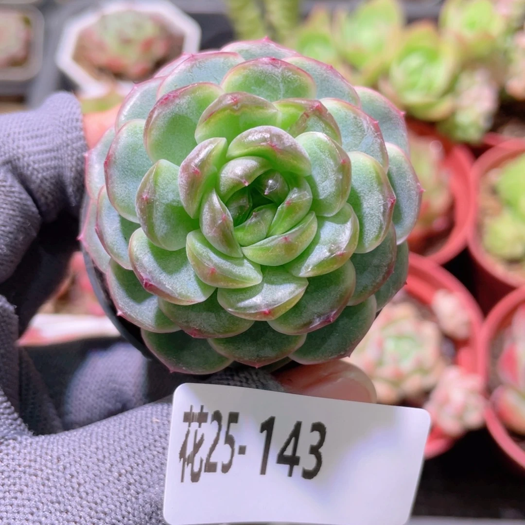 花利美25-143调色盘
