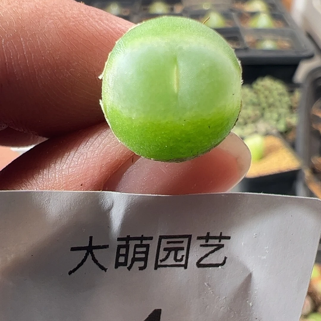 一物一拍。      1