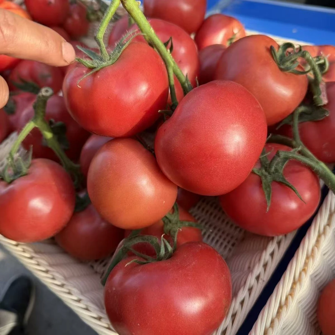 沙瓤西红柿农家自种现摘现发水果蔬菜(3)