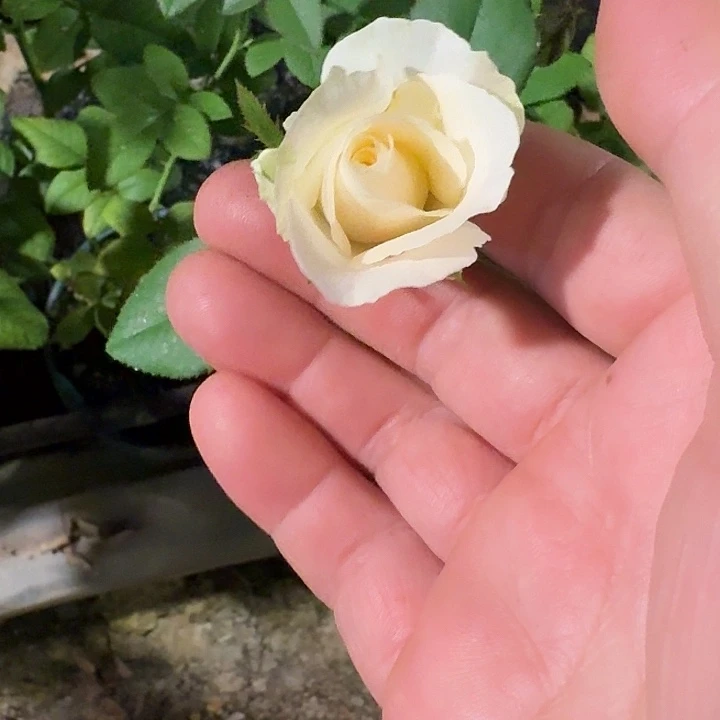 无花朵四季中苗一加