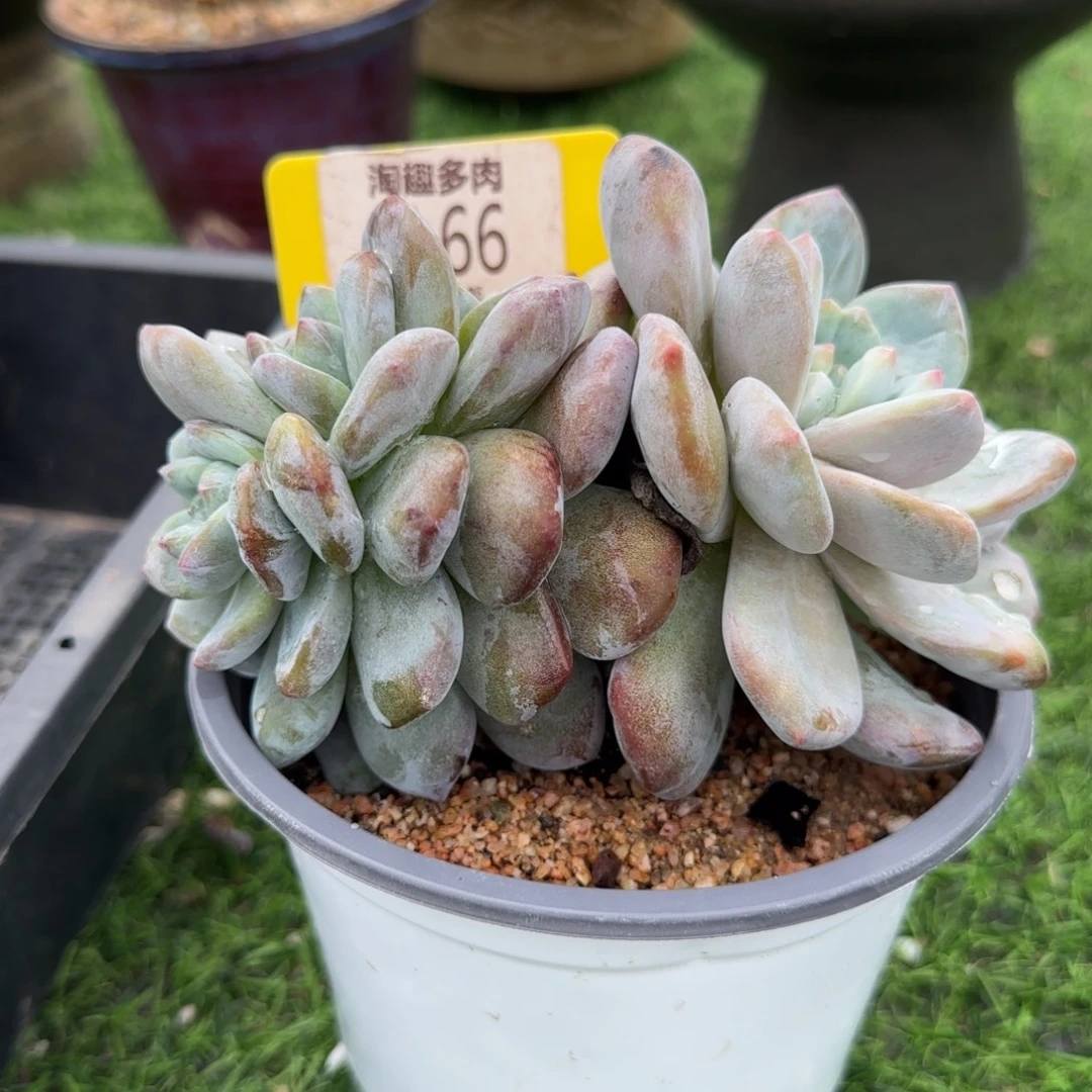 *****多肉植物石榴籽，石化井三途朵朵