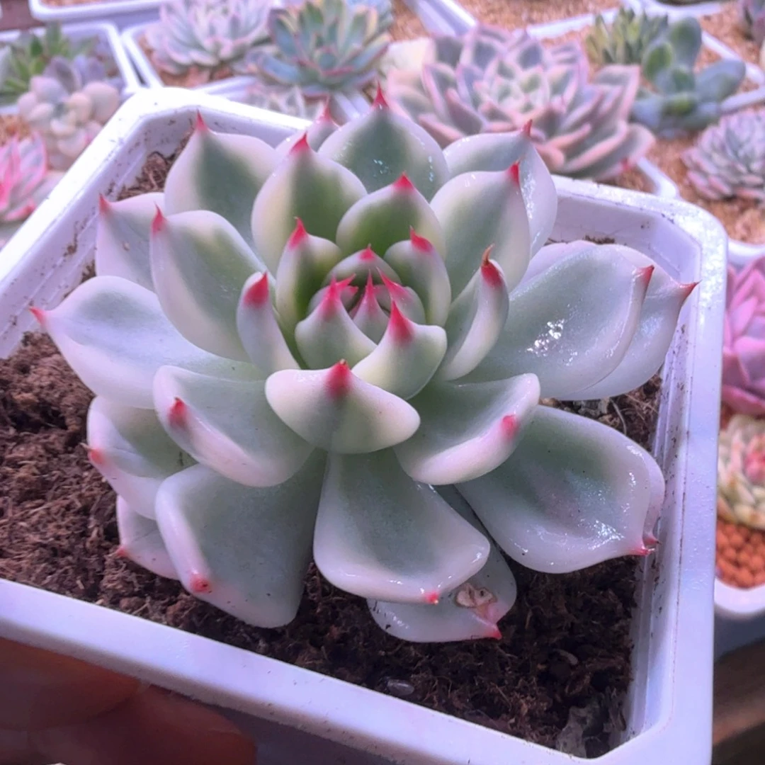 无花朵吉娃娃锦2多肉