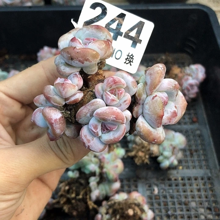 星影石榴籽福利出咯 244