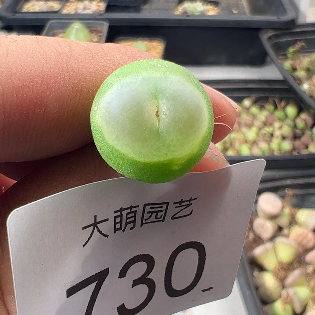 一物一拍脱土发。    有疤福利730