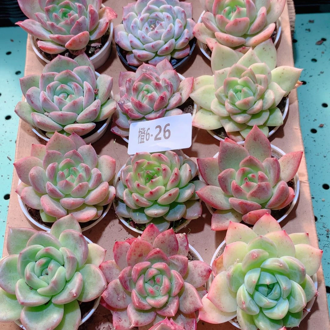 6-26一物一拍多肉带盆18颗
