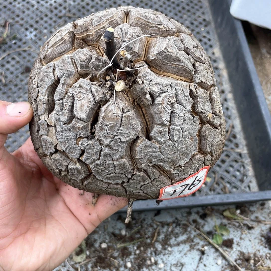 龟甲龙一物一拍1765号13.8cm