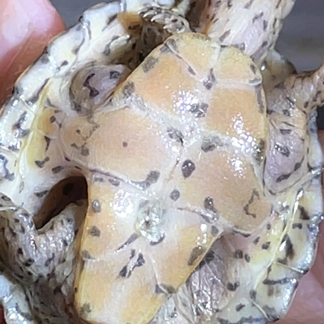 宠物龟不分公母P2全品满纹黑刀