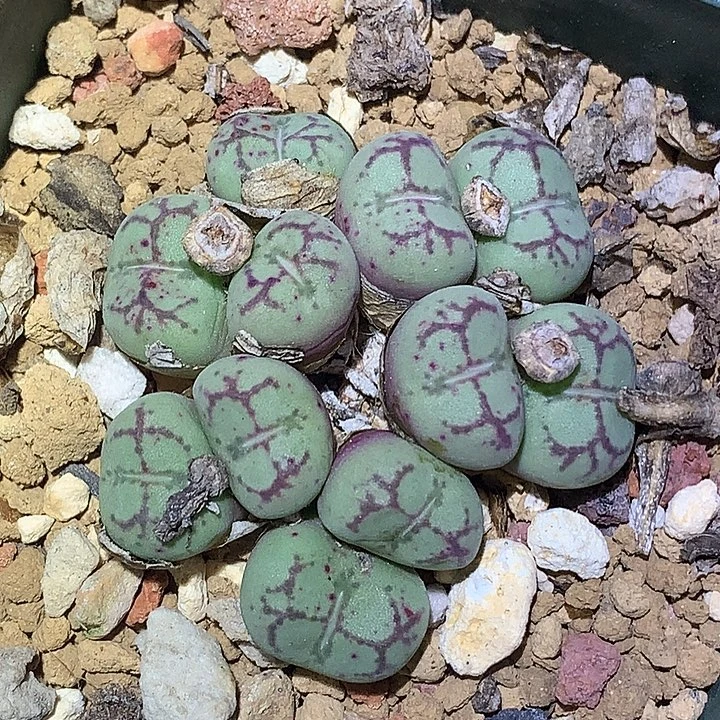 精品多肉植物精品园艺紫猴