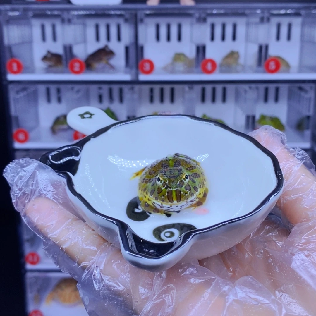 角蛙绿钟3-10cm闪购专享链接