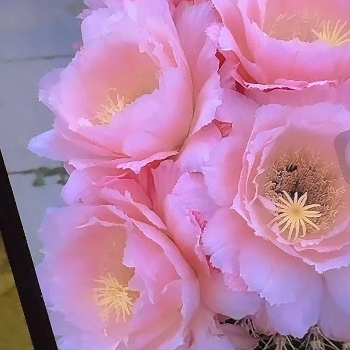 仕女侧芽5公分左右毛花柱