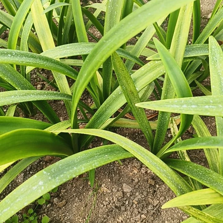 ****虾完全开放镶边石竹5坨坨