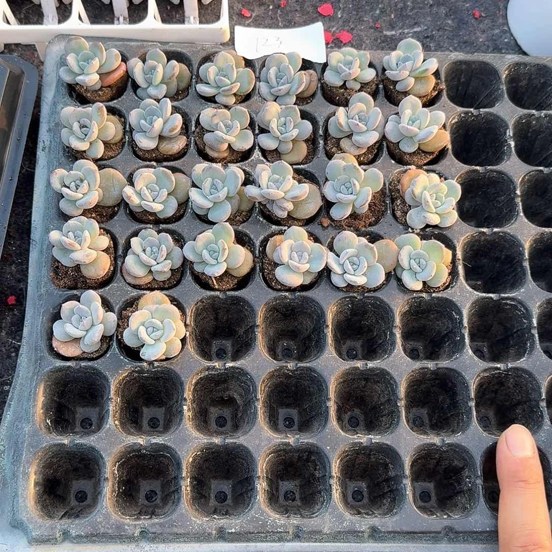 123一物一拍专拍链接