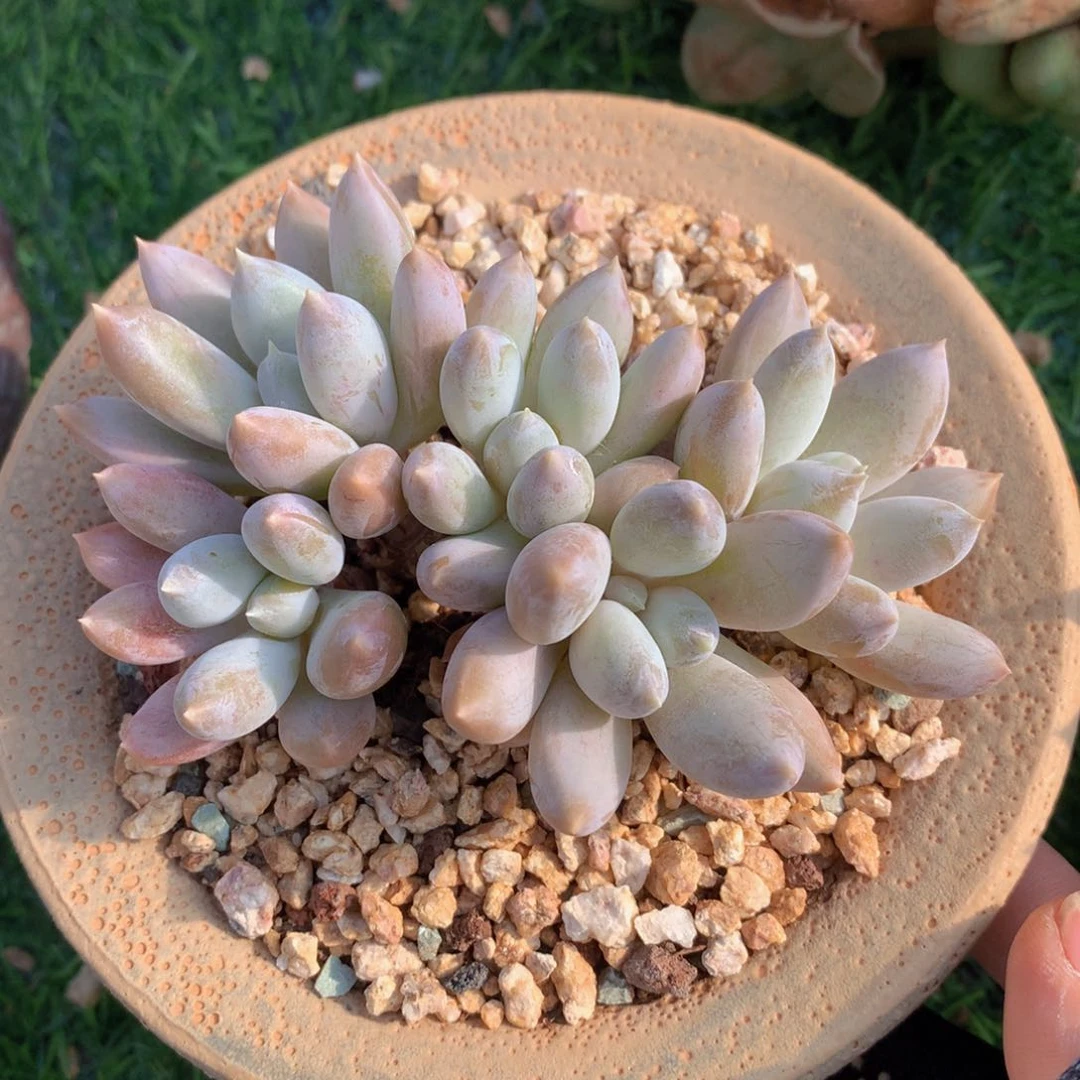 彩体哥特11 公分一物一拍
