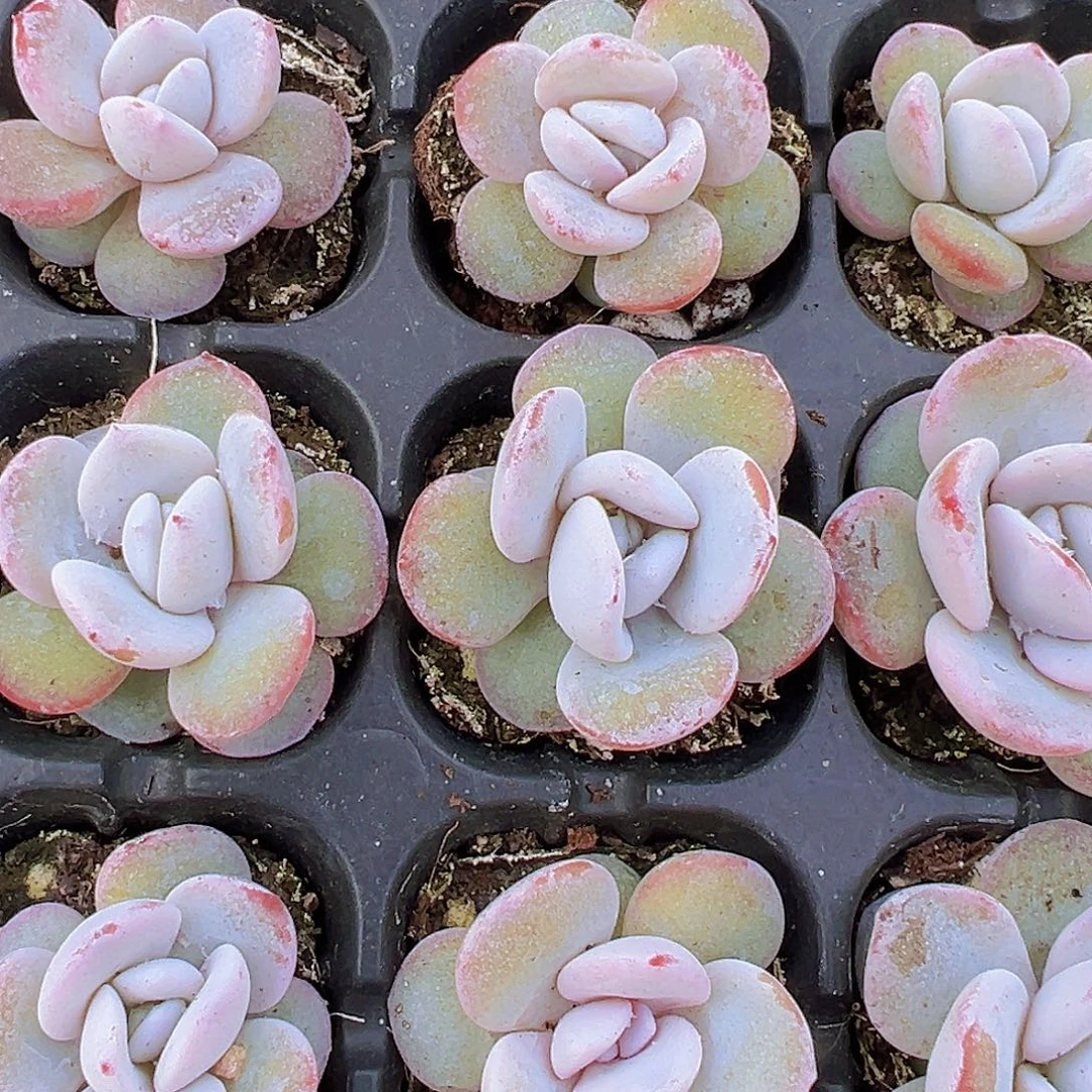 小鼻嘎雪莲苗5颗多肉