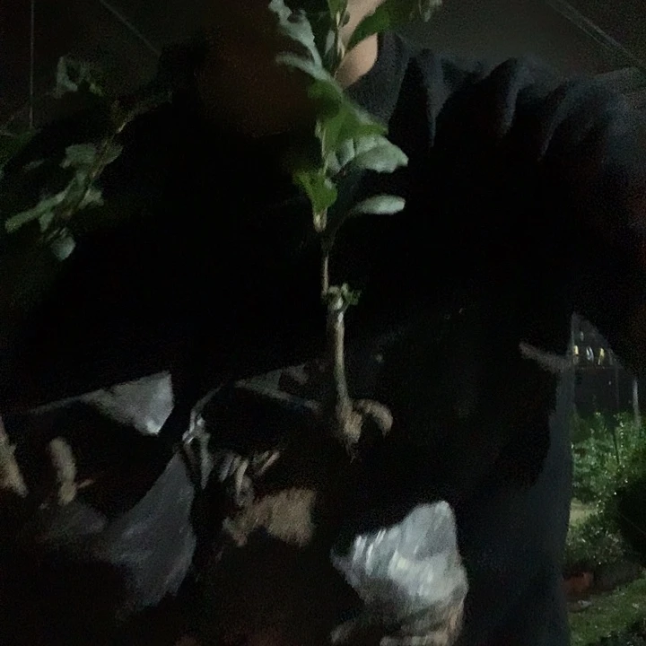 无花朵老鸦逍遥加老鸦紫罗兰