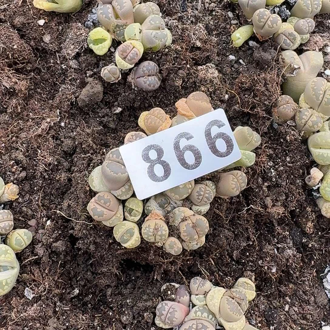 生石花一物一拍866