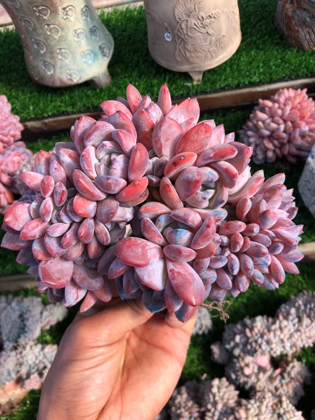 星影小树朵朵多肉全开