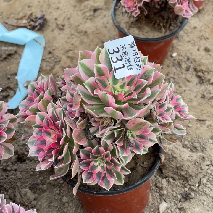 331粉女巫手捧不太圆2