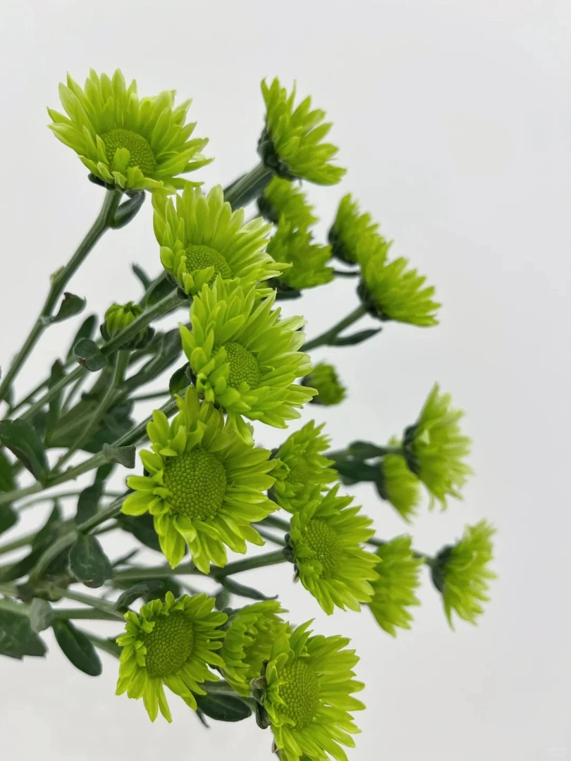 【绿精灵】10支超长待机小雏菊