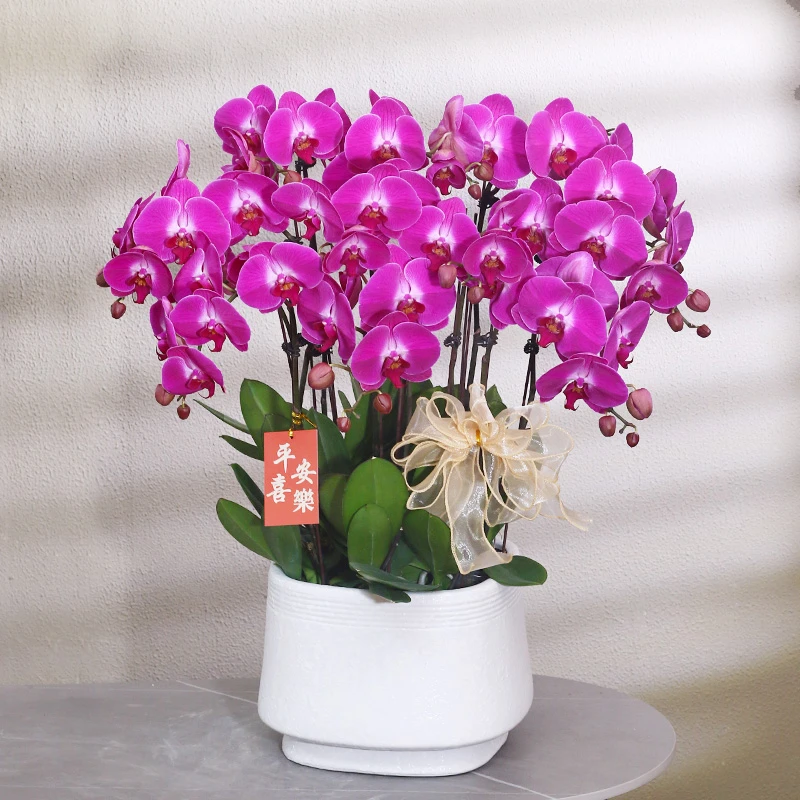 【紫星】紫红色大花蝴蝶兰带花带盆组好伴手送礼茶桌工位美化装饰