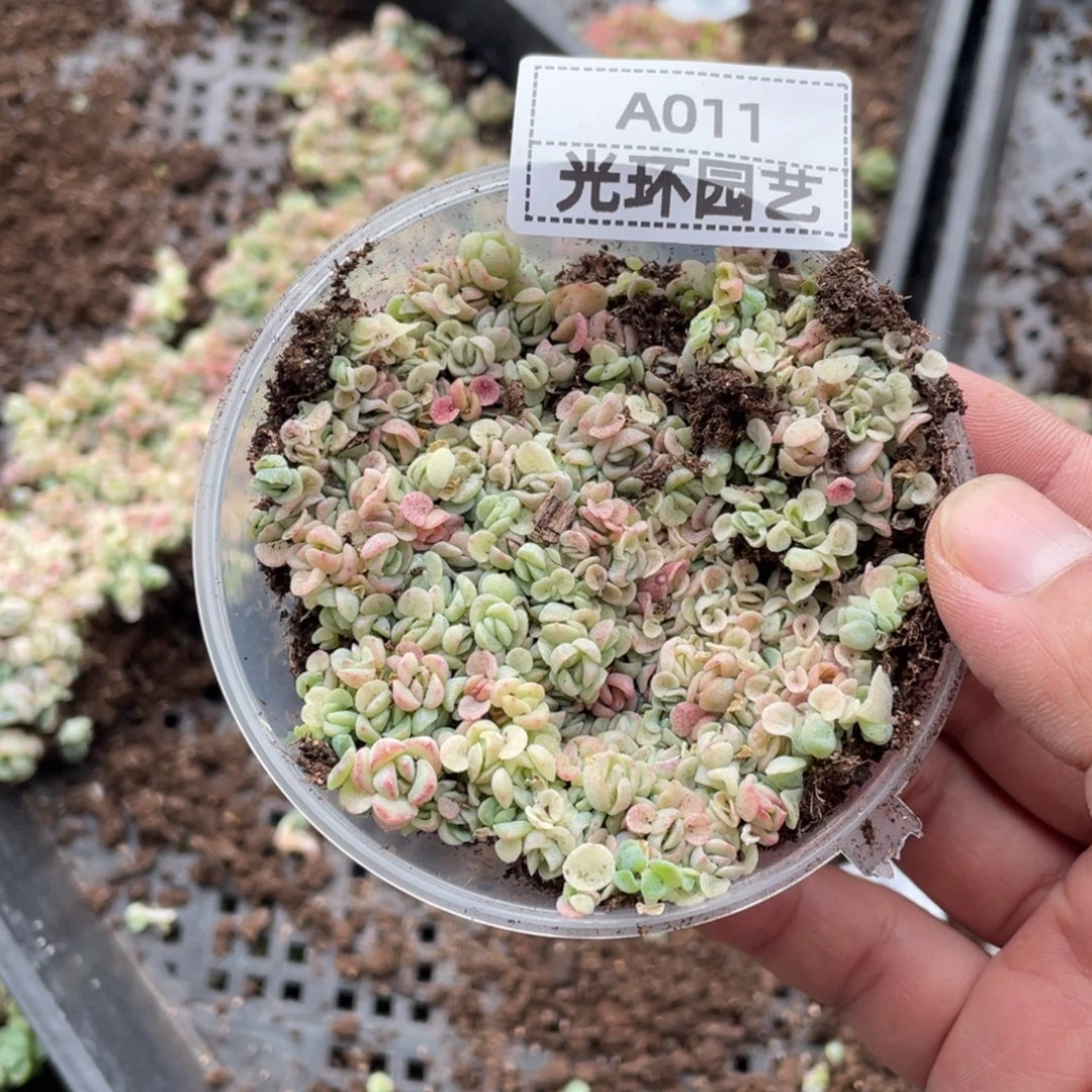 a011欧泊福利切糕包邮