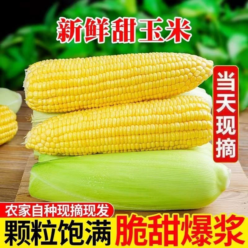 广西桂林甜糯玉米新鲜现摘黄糯玉米水果玉米