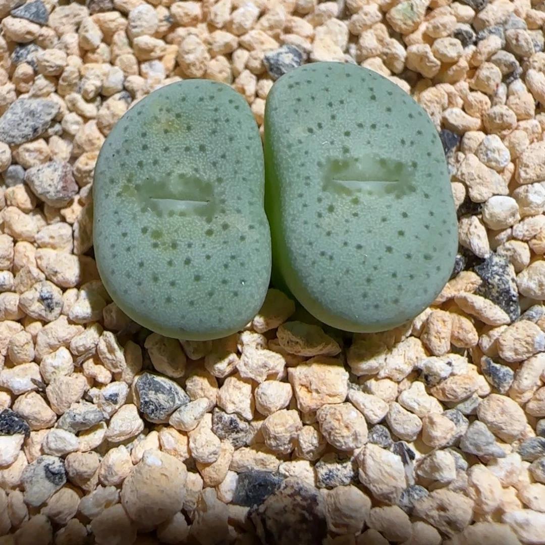 肉锥多肉植物组合-杂交大饼314
