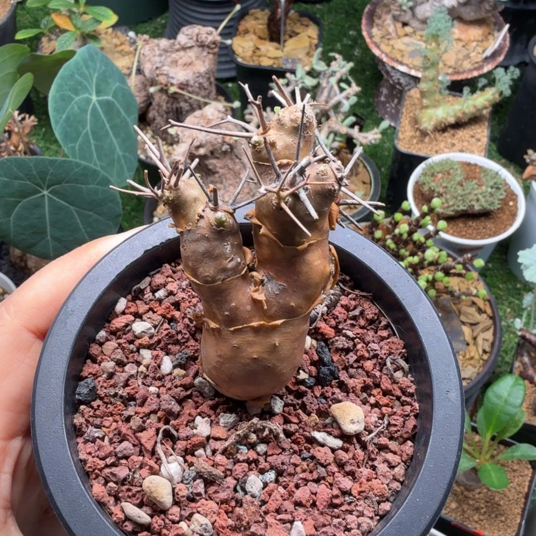 刺烛厚墩菊485仙人掌