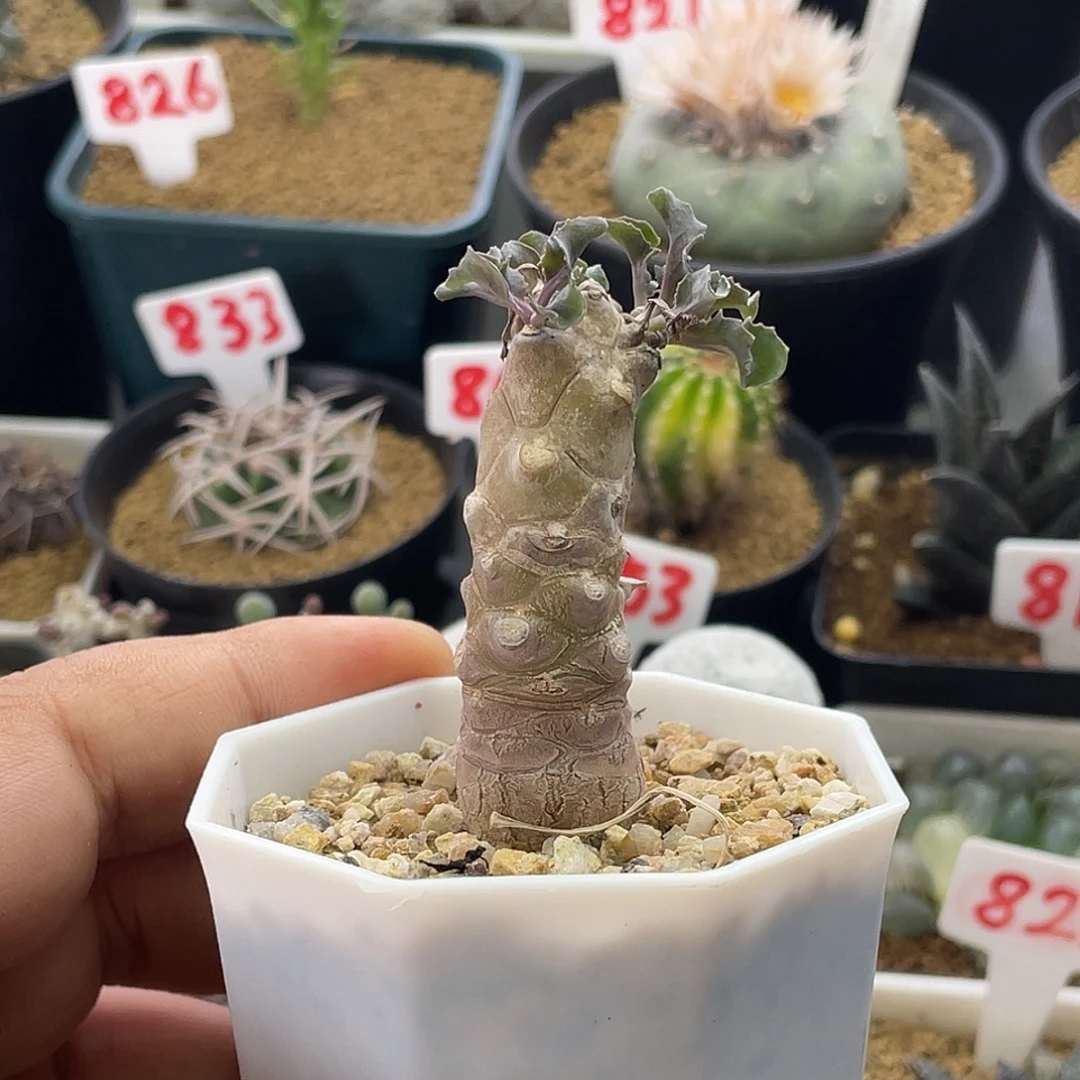 实生杂 蛮鬼塔紫背美尻