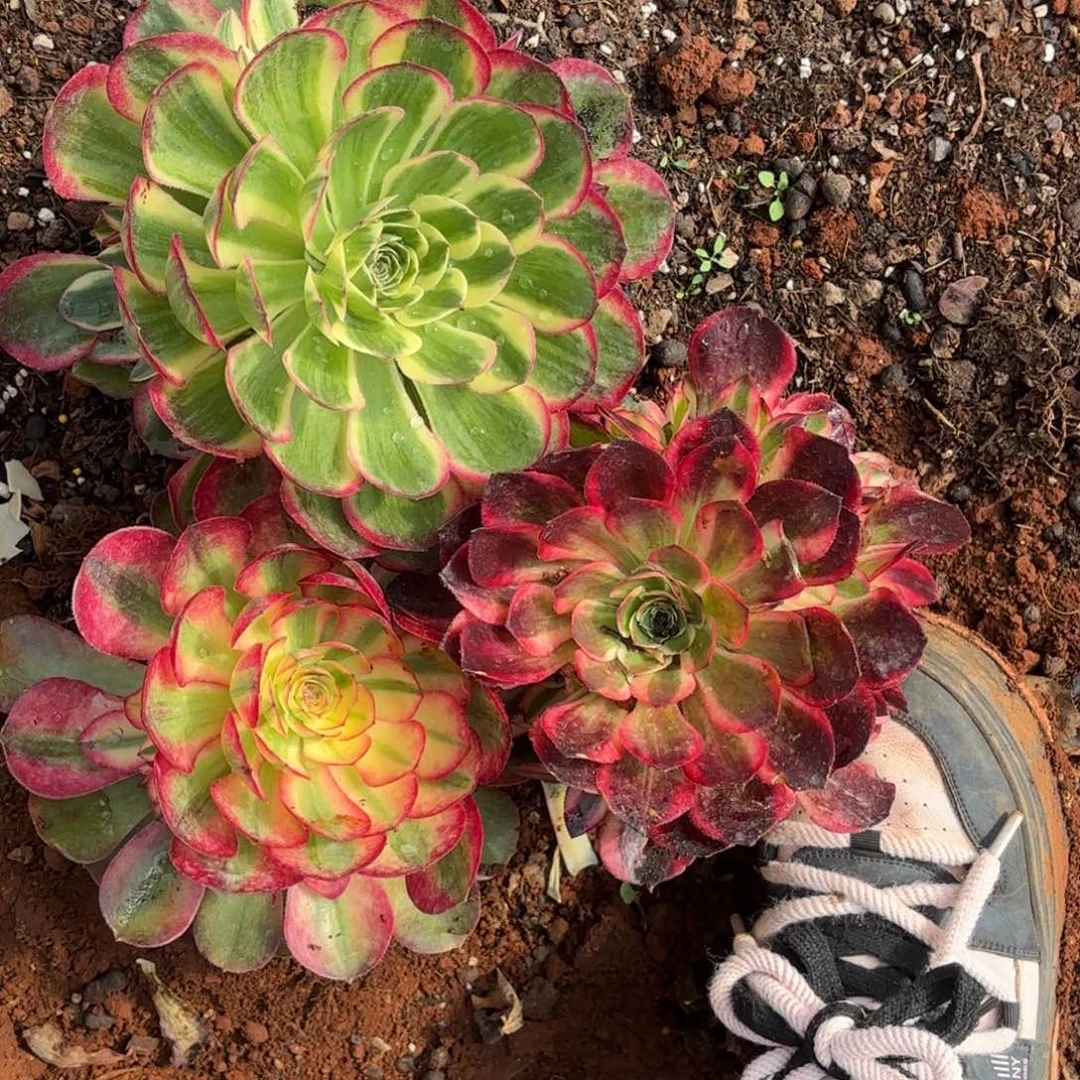 云南多肉植物组拍