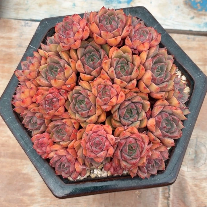 小***灵夏洛特玫瑰带盆-4