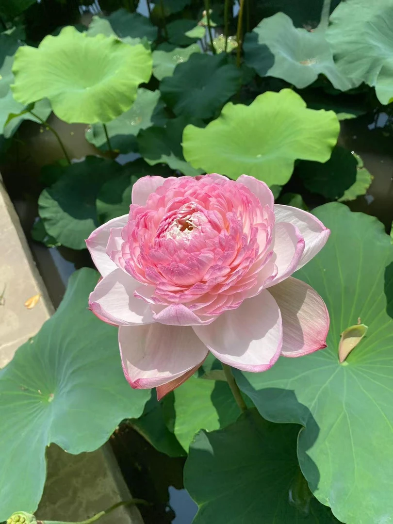 大型观赏荷花盆栽水养荷花种根苗荷花种藕莲花品种苗