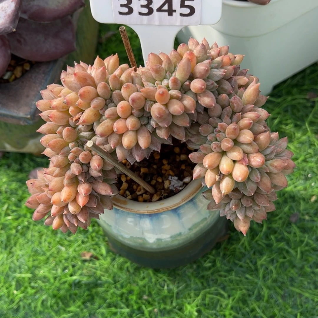 王***开多肉植物3345不带盆