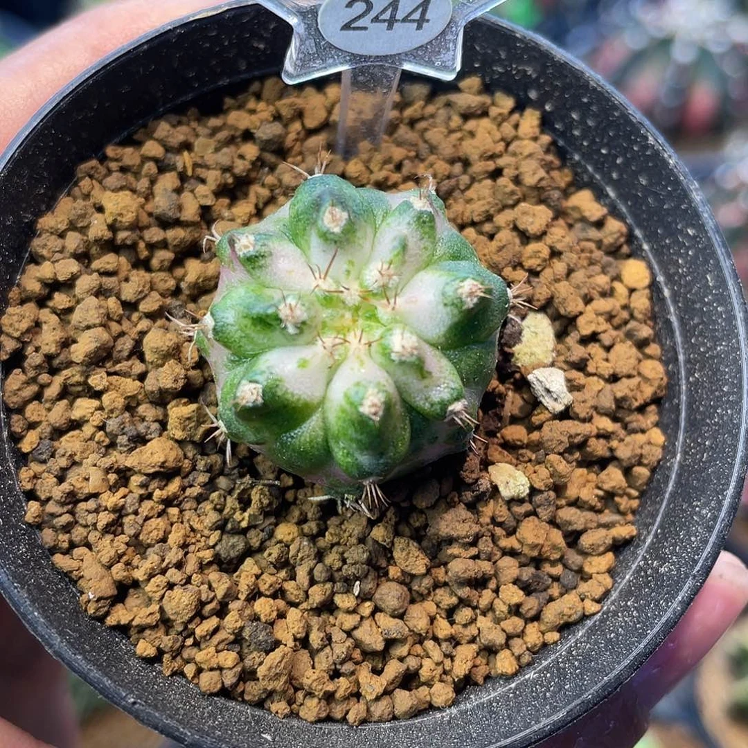 1-244海神2.5厘米