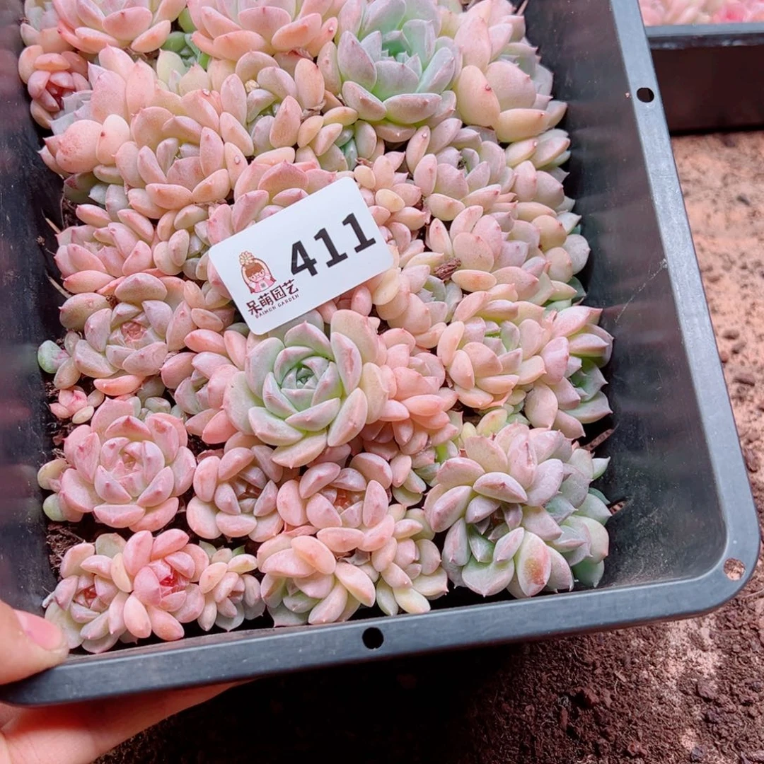 荣***荣多肉植物多肉植物