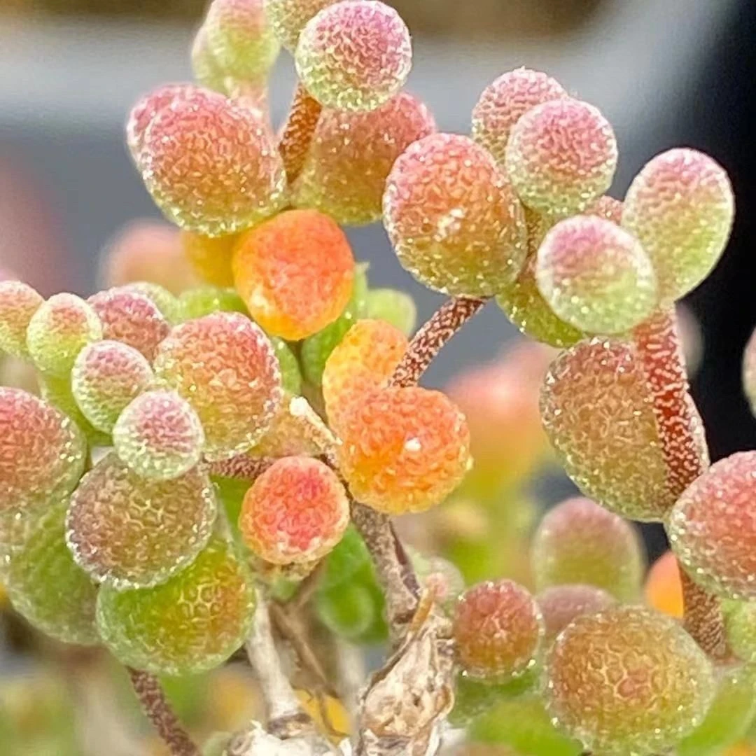 糖球冰晶枝干番杏多肉植物室内稀有花卉小盆栽群生老桩四季好养活