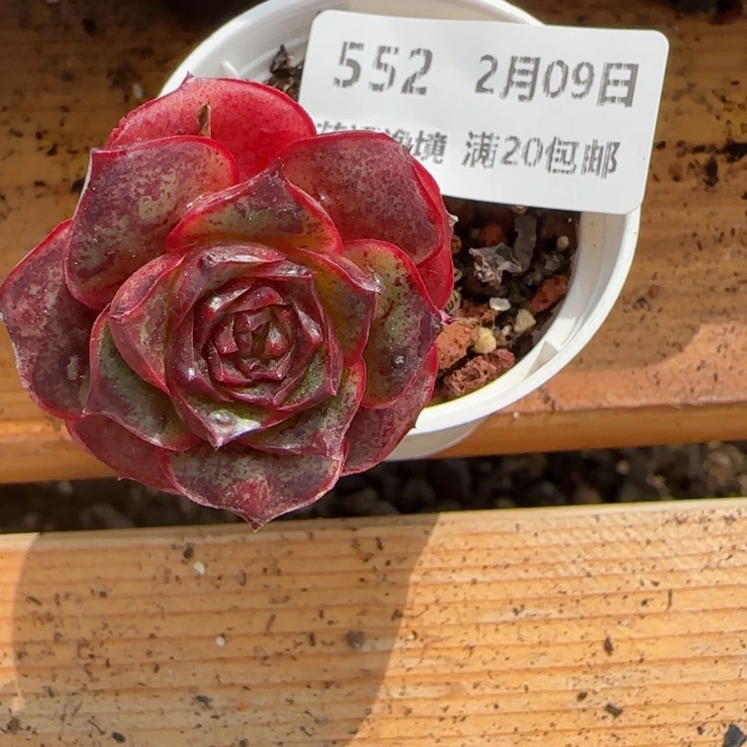 花语逸境0209-552