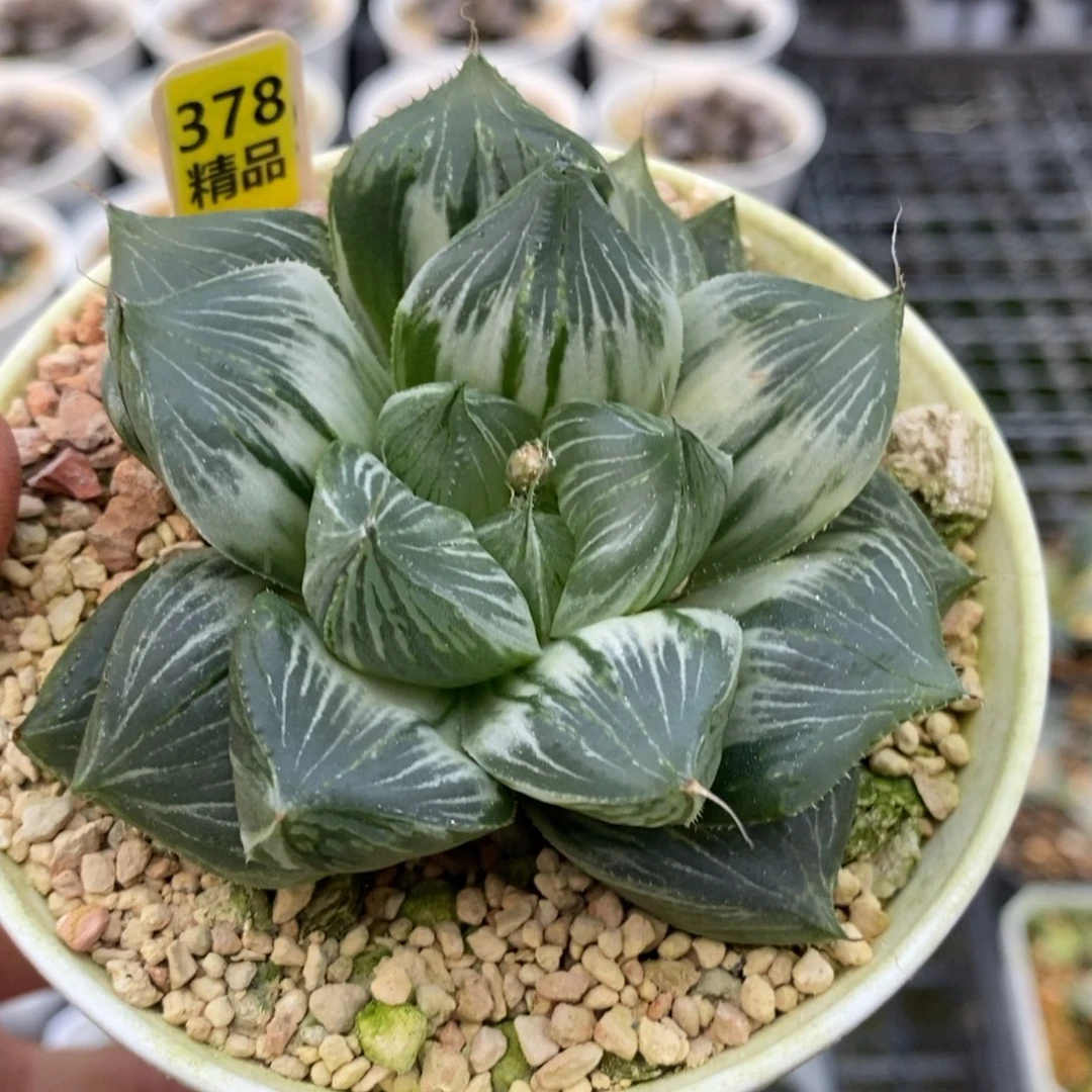 378号三仙寿锦多肉植物