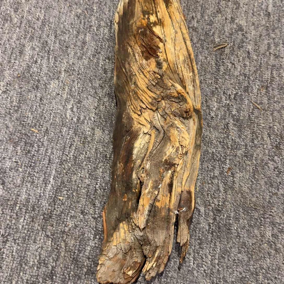柏木（崖柏）万**察云南崖柏