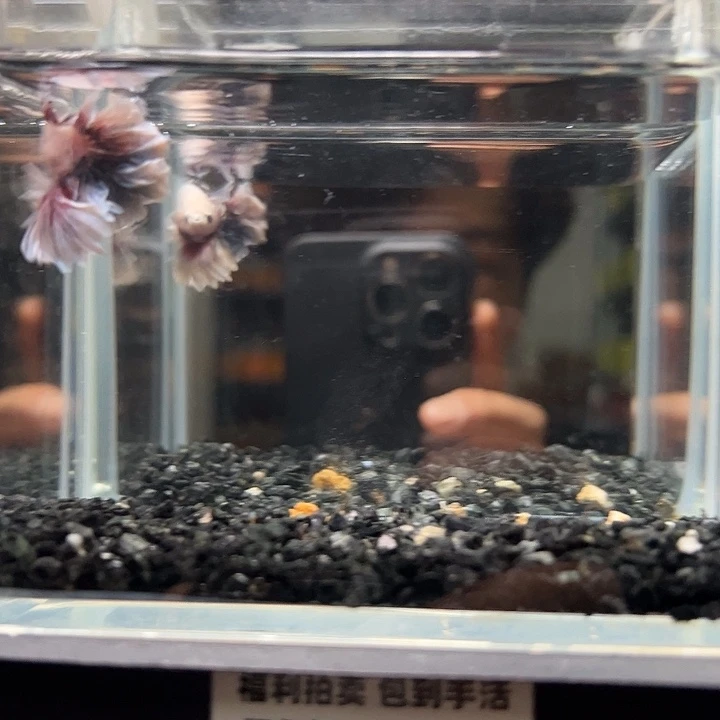 斗鱼一单包邮13日42