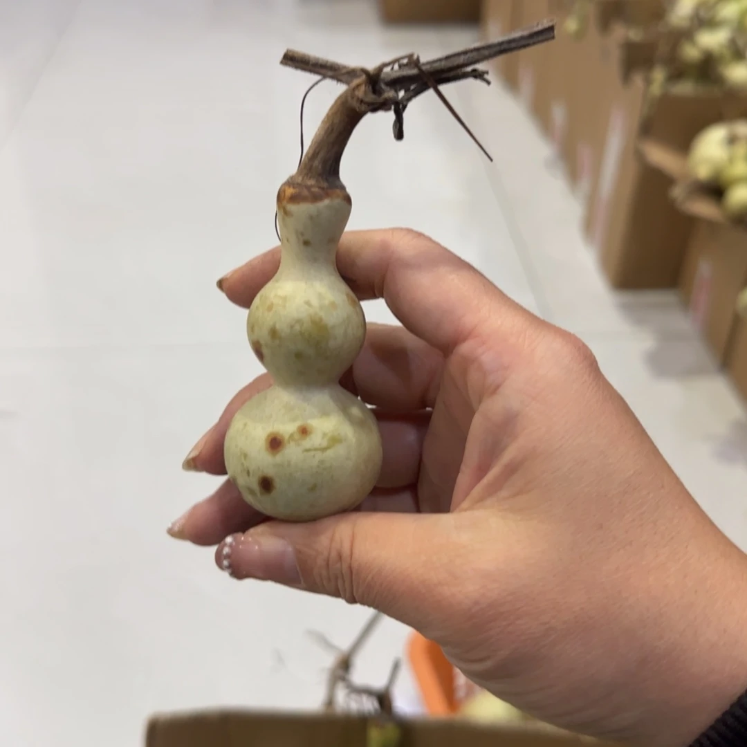 青皮不包成，，，，，，，，，，