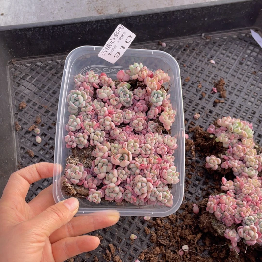 云糖心多肉植物910