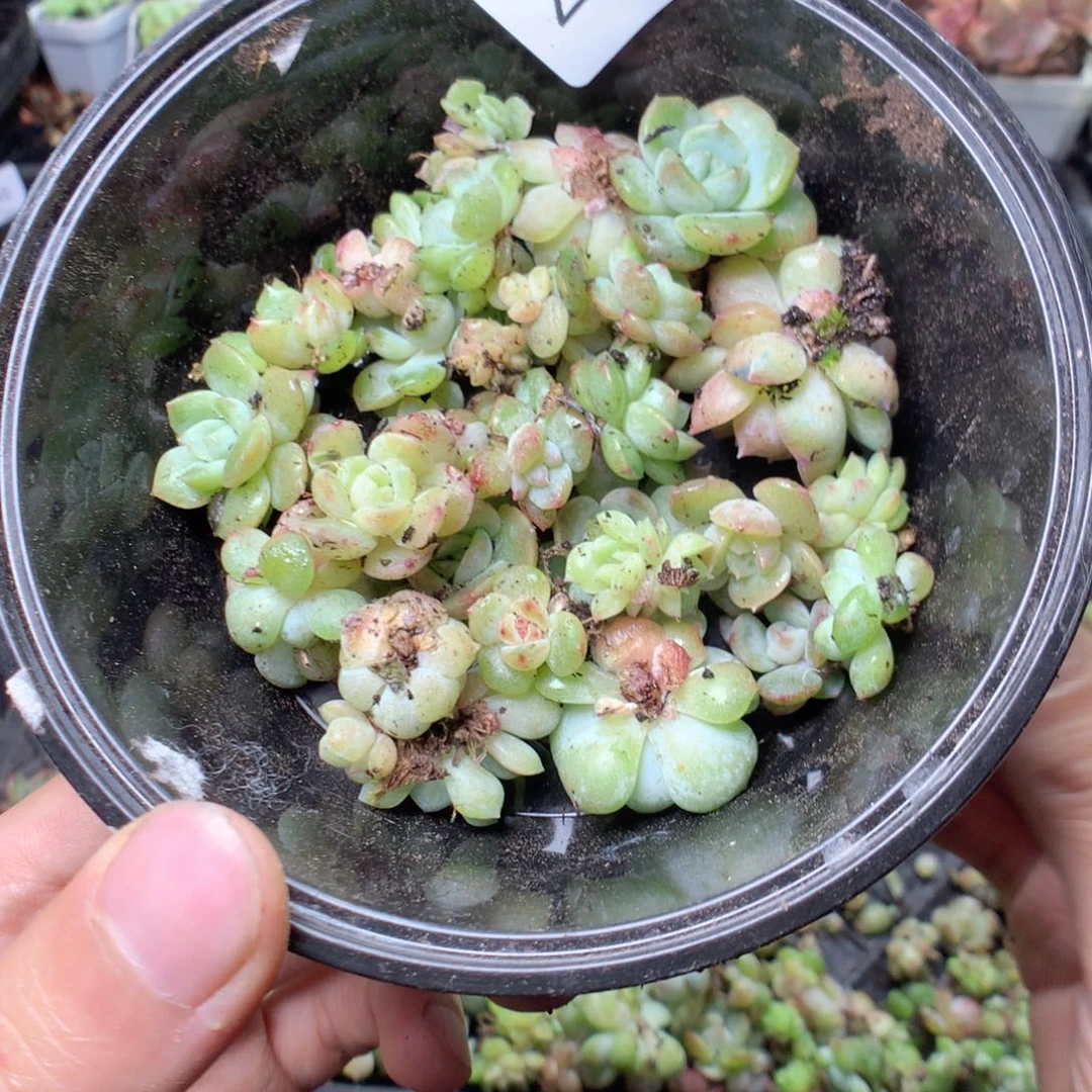 无花朵Z48英语英语英语英语英语英语